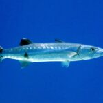 Una gran barracuda de perfil en el azul, con la cabeza a la derecha: largo cuerpo plateado, algunas manchas negras dispersas en la parte baja de los flancos, dos aletas dorsales muy separadas, mandíbula inferior prominente y cola ahorquillada oscura de puntas blancas.