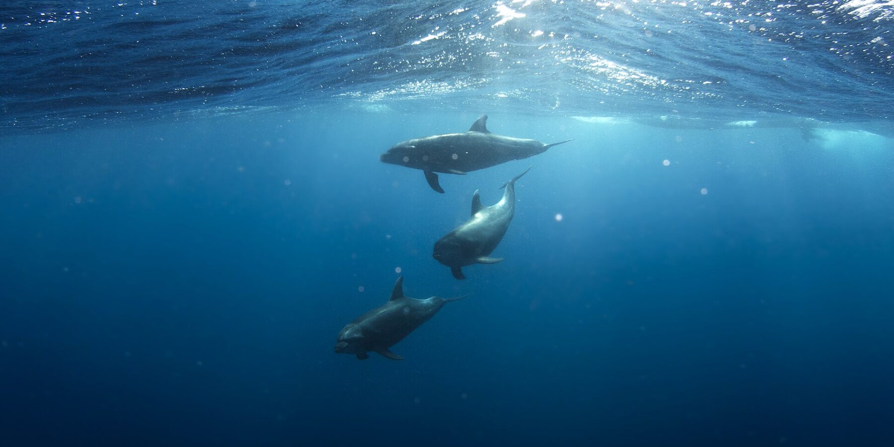 Tres delfines mulares nadan bajo la superficie en un azul profundo, uno detrás de otro, grises, de pico corto y aleta dorsal curvada, bajo la luz del sol que se filtra entre las olas