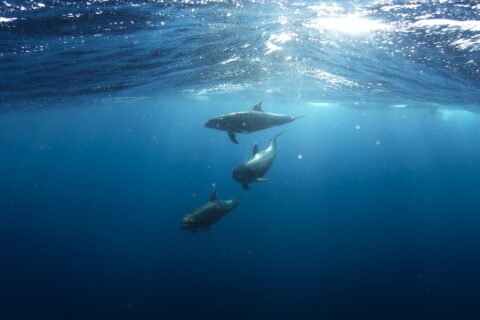 Tres delfines mulares nadan bajo la superficie en un azul profundo, uno detrás de otro, grises, de pico corto y aleta dorsal curvada, bajo la luz del sol que se filtra entre las olas