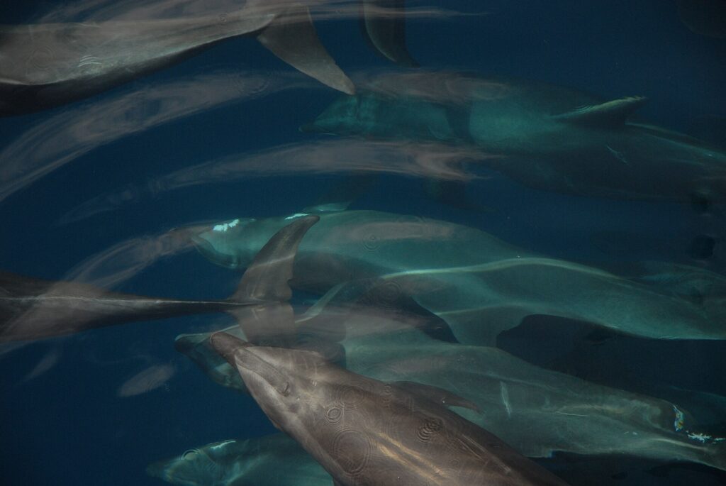 Varios delfines mulares nadan en un grupo compacto justo bajo la superficie, vistos desde arriba, grises sobre un fondo azul oscuro, con las aletas dorsales y los picos cortos bien visibles