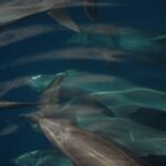Varios delfines mulares nadan en un grupo compacto justo bajo la superficie, vistos desde arriba, grises sobre un fondo azul oscuro, con las aletas dorsales y los picos cortos bien visibles