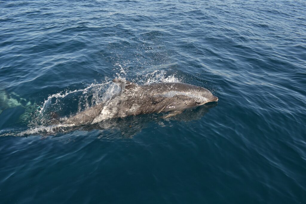 Un delfín mular gris sale a la superficie junto a un barco, con la cabeza a la derecha, entre salpicaduras: el pico corto, la frente redondeada y la aleta dorsal; un segundo delfín nada bajo el agua a la izquierda