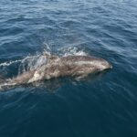 Un delfín mular gris sale a la superficie junto a un barco, con la cabeza a la derecha, entre salpicaduras: el pico corto, la frente redondeada y la aleta dorsal; un segundo delfín nada bajo el agua a la izquierda