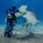 Un buceador de pie sobre la arena apoya la mano enguantada en la cabeza de un gran tiburón martillo que se encabrita con la boca abierta, con el vientre blanco y el ancho martillo bien visibles