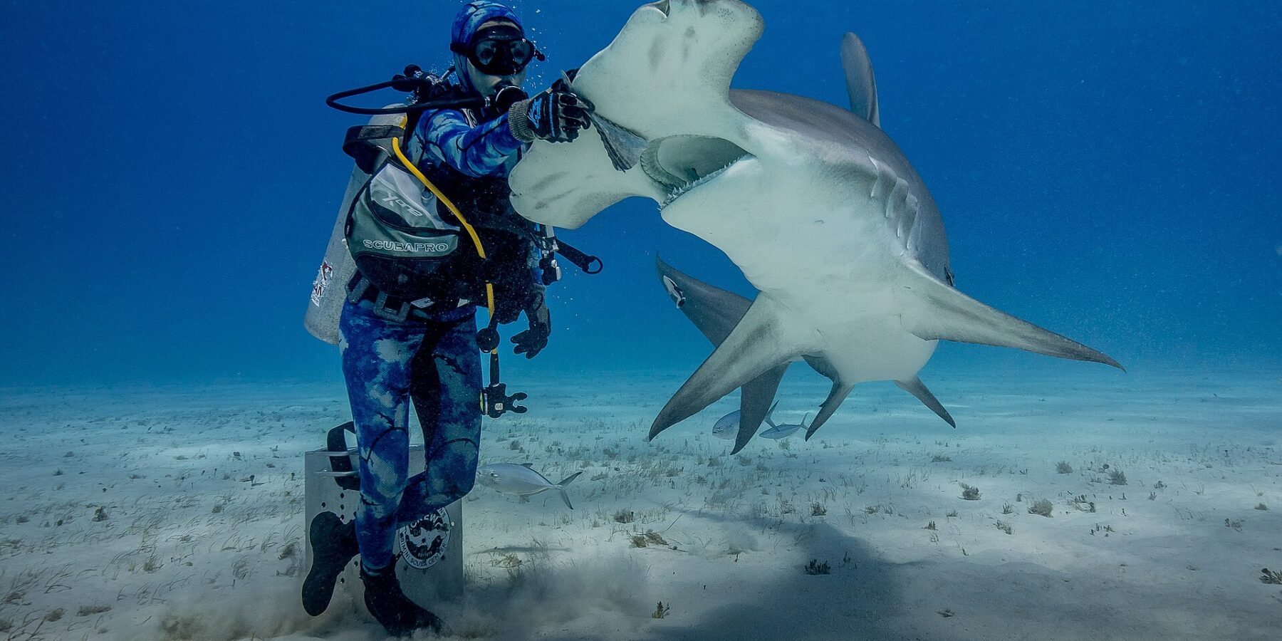 Un buceador de pie sobre la arena apoya la mano enguantada en la cabeza de un gran tiburón martillo que se encabrita con la boca abierta, con el vientre blanco y el ancho martillo bien visibles