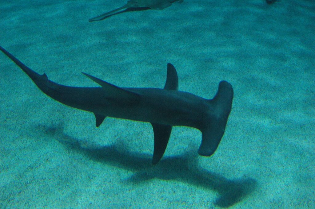 Un gran tiburón martillo visto desde arriba nada a ras de un fondo de arena donde se dibuja su sombra, con su alta aleta dorsal en forma de hoz bien visible