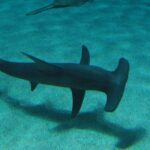 Un gran tiburón martillo visto desde arriba nada a ras de un fondo de arena donde se dibuja su sombra, con su alta aleta dorsal en forma de hoz bien visible