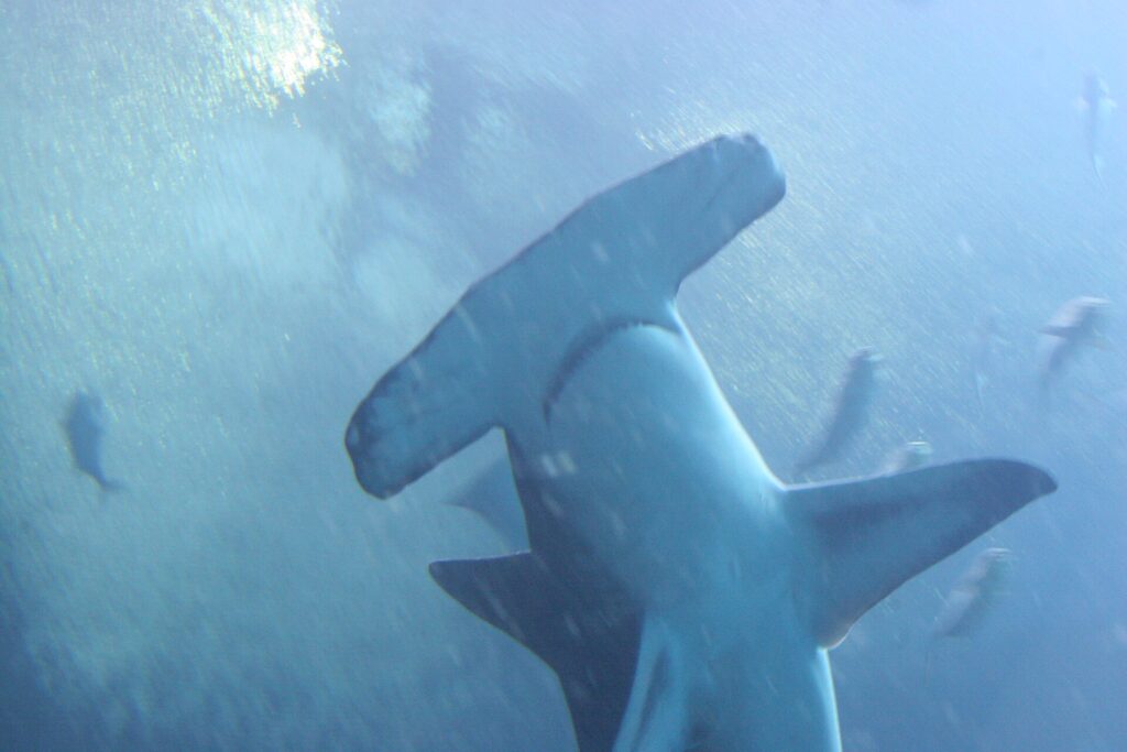 Un gran tiburón martillo visto desde abajo, con su cabeza en martillo ancha y casi recta en primer plano y las aletas pectorales abiertas, en un agua azul