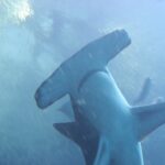 Un gran tiburón martillo visto desde abajo, con su cabeza en martillo ancha y casi recta en primer plano y las aletas pectorales abiertas, en un agua azul
