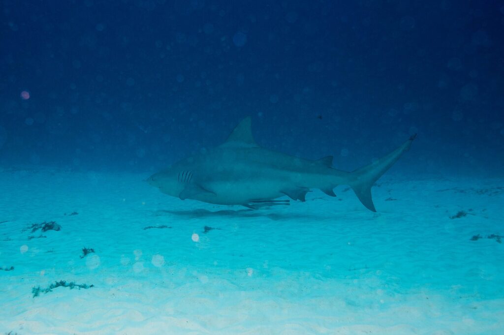 Un tiburón toro de perfil, gris y rechoncho, nada a ras de un fondo de arena blanca salpicado de matas de algas, con el azul oscuro encima