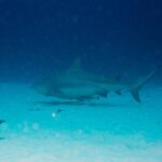 Un tiburón toro de perfil, gris y rechoncho, nada a ras de un fondo de arena blanca salpicado de matas de algas, con el azul oscuro encima