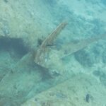 Una pala de la hélice del Thistlegorm, cubierta de concreciones, posada en la arena junto al casco