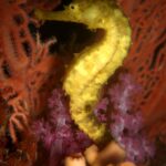 Un caballito de mar amarillo agarrado delante de una gorgonia roja y un coral blando rosa, en Richelieu Rock