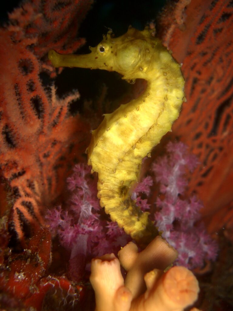 Un caballito de mar amarillo agarrado delante de una gorgonia roja y un coral blando rosa, en Richelieu Rock