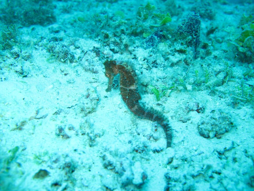 Un caballito de mar pardo agarrado a un fondo de arena y restos de coral, en un agua turquesa