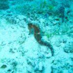 Un caballito de mar pardo agarrado a un fondo de arena y restos de coral, en un agua turquesa