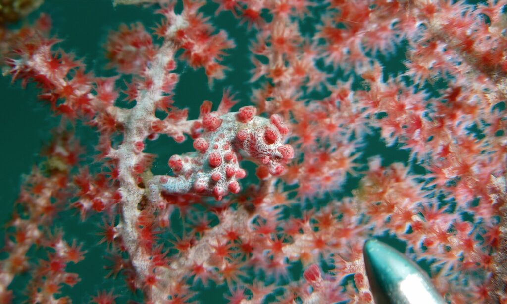 Un caballito de mar pigmeo blanco grisáceo cubierto de tubérculos de un rosa rojizo, con la cola enrollada en una rama de gorgonia de pólipos rojos cuyos colores imita, y la punta metálica de un puntero abajo a la derecha.