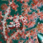 Un caballito de mar pigmeo blanco grisáceo cubierto de tubérculos de un rosa rojizo, con la cola enrollada en una rama de gorgonia de pólipos rojos cuyos colores imita, y la punta metálica de un puntero abajo a la derecha.