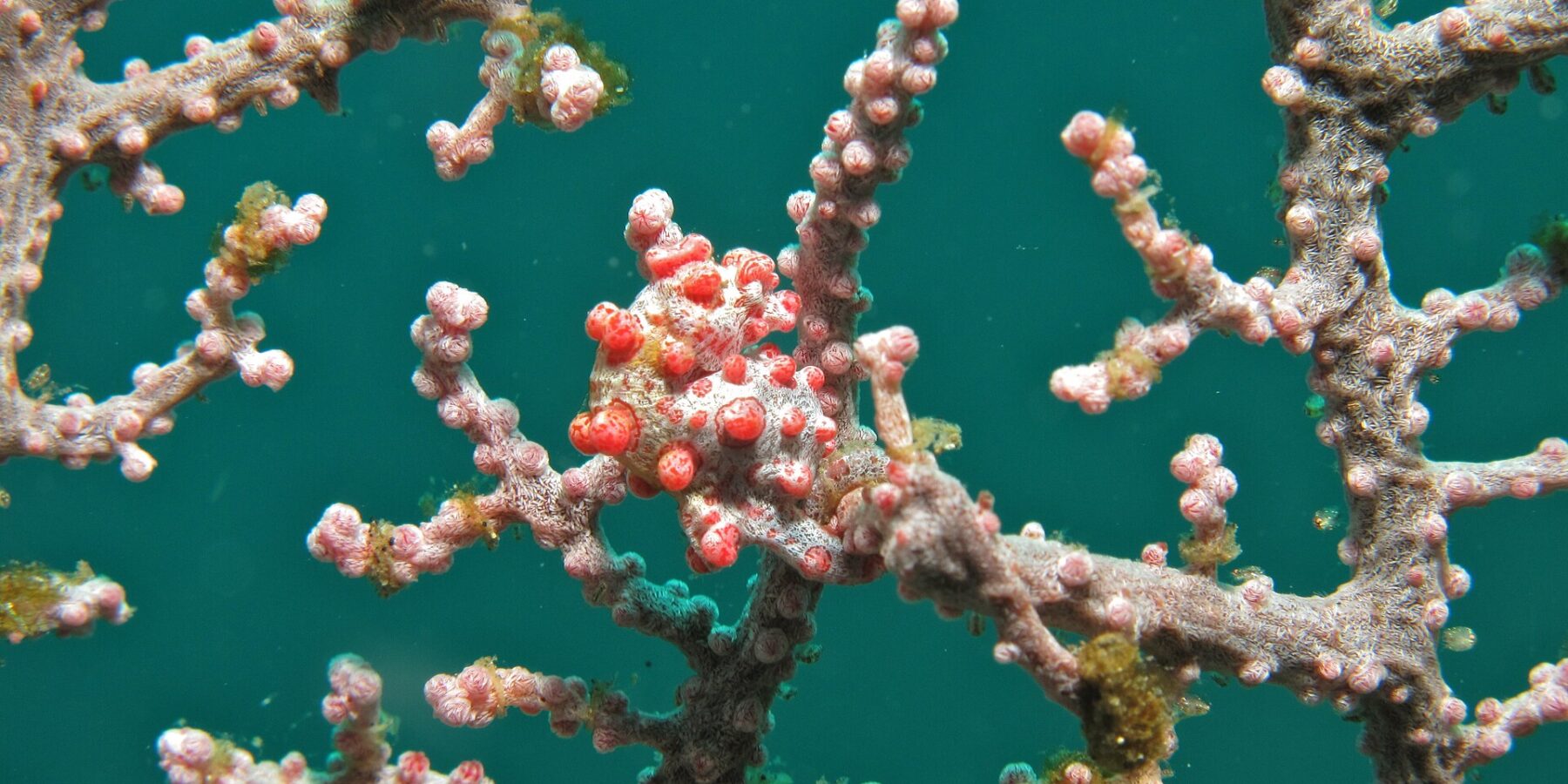 Un caballito de mar pigmeo enroscado en una rama de gorgonia rosa, con el cuerpo blanco cubierto de tubérculos rojo vivo a juego con los pólipos, sobre un fondo de agua verde esmeralda.