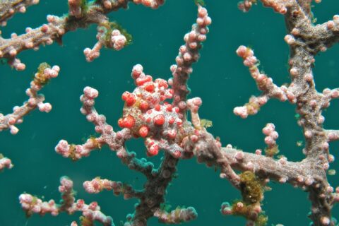 Un caballito de mar pigmeo enroscado en una rama de gorgonia rosa, con el cuerpo blanco cubierto de tubérculos rojo vivo a juego con los pólipos, sobre un fondo de agua verde esmeralda.