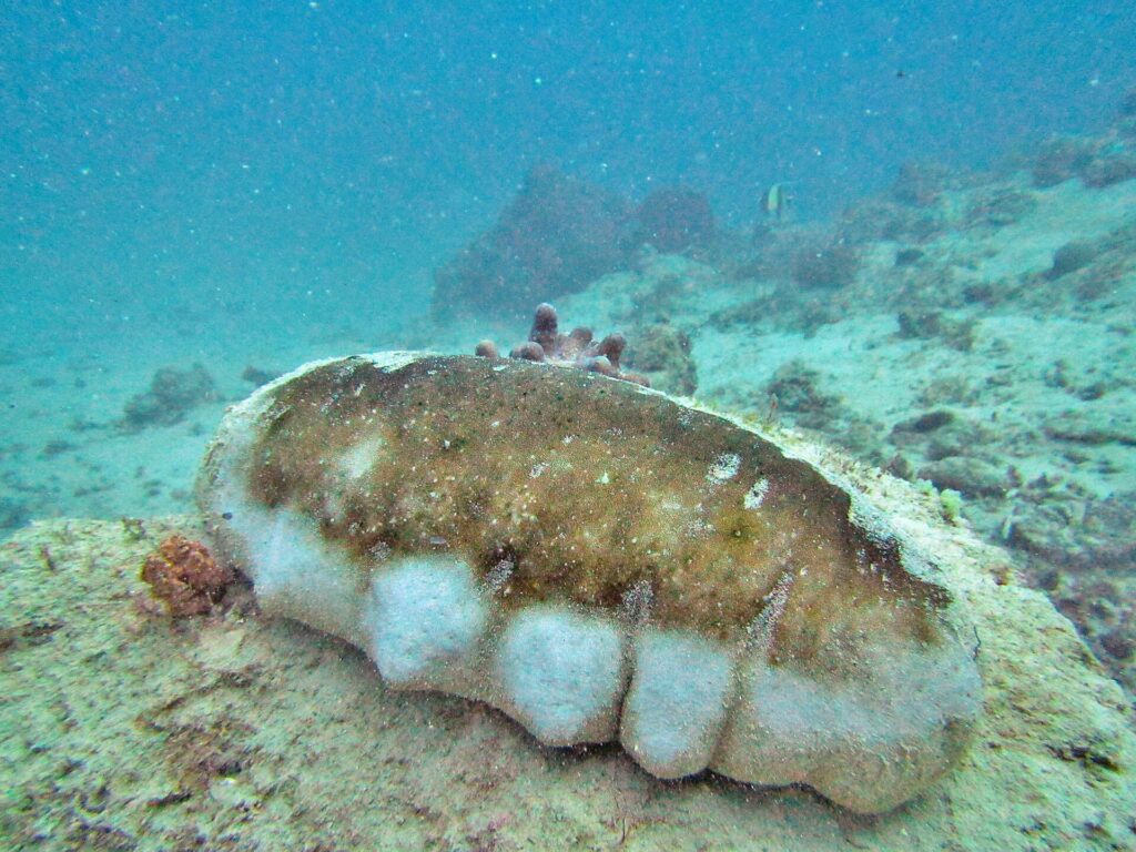 Una gran holoturia de mamas, con el dorso marrón y los flancos blancos abultados, posada sobre un fondo de arena y corales, en un agua turquesa algo turbia