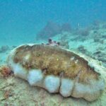 Una gran holoturia de mamas, con el dorso marrón y los flancos blancos abultados, posada sobre un fondo de arena y corales, en un agua turquesa algo turbia