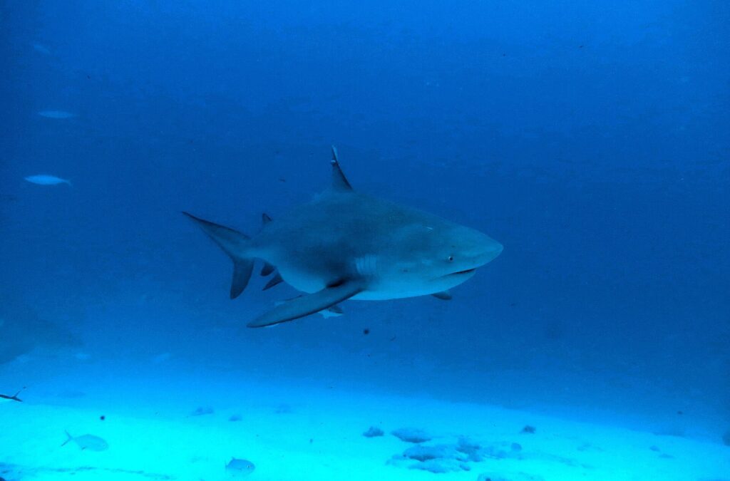 Un tiburón toro visto de tres cuartos por delante, de cuerpo macizo y morro corto, en un agua azul oscuro sobre la arena, con peces pequeños alrededor
