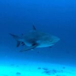 Un tiburón toro visto de tres cuartos por delante, de cuerpo macizo y morro corto, en un agua azul oscuro sobre la arena, con peces pequeños alrededor