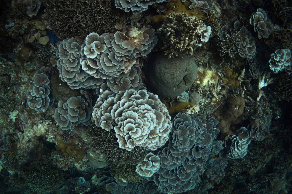 Vista cenital de un denso macizo de corales en roseta de bordes claros, alrededor de una bola de coral masivo gris verdoso, con corales ramificados y una estrella de mar azul arriba a la izquierda.
