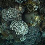 Vista cenital de un denso macizo de corales en roseta de bordes claros, alrededor de una bola de coral masivo gris verdoso, con corales ramificados y una estrella de mar azul arriba a la izquierda.