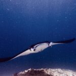Una manta, con los lóbulos cefálicos desplegados y la boca abierta, avanza hacia la cámara sobre un arrecife, en un agua verde cargada de plancton, en Manta Point