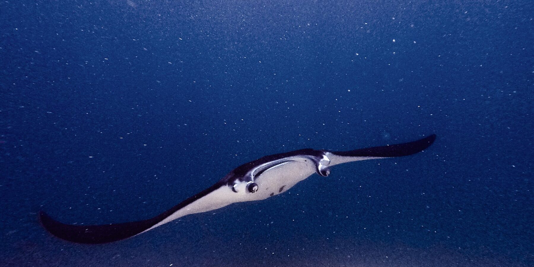 Una manta, con los lóbulos cefálicos desplegados y la boca abierta, avanza hacia la cámara sobre un arrecife, en un agua verde cargada de plancton, en Manta Point