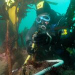 Un buceador con capucha amarilla y negra y máscara azul mide con una regla el estipe de una laminaria, dentro de un marco de tubo blanco colocado sobre una roca cubierta de algas rosas, en medio de un bosque de grandes laminarias en un agua verde.