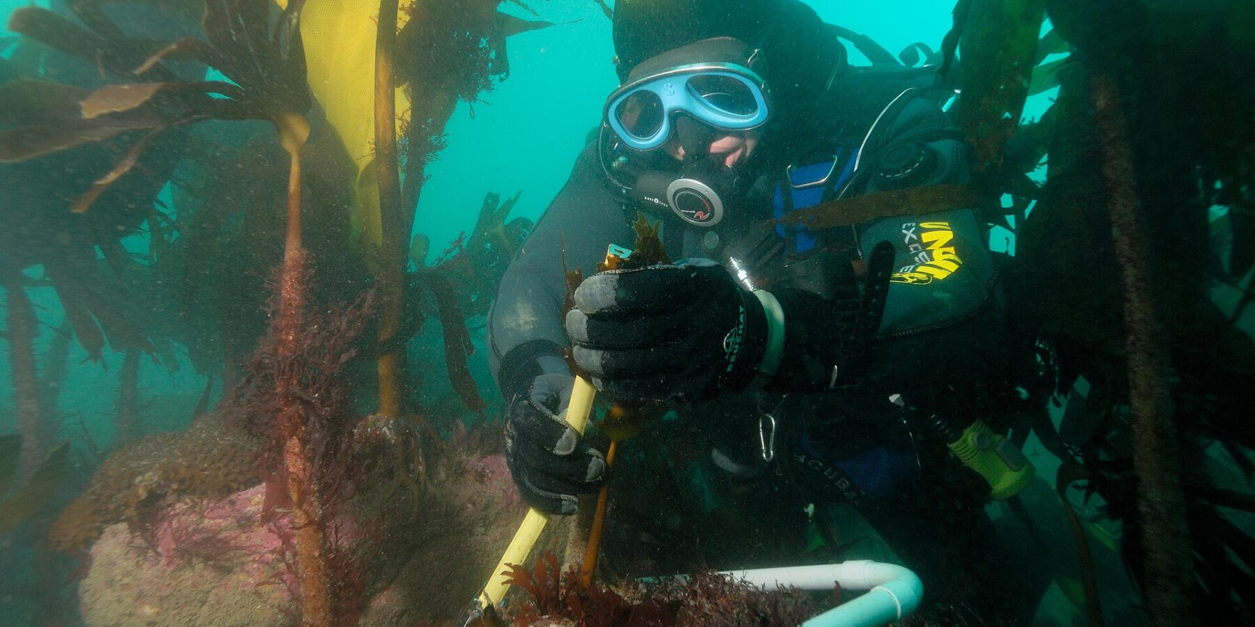 Un buceador con capucha amarilla y negra y máscara azul mide con una regla el estipe de una laminaria, dentro de un marco de tubo blanco colocado sobre una roca cubierta de algas rosas, en medio de un bosque de grandes laminarias en un agua verde.