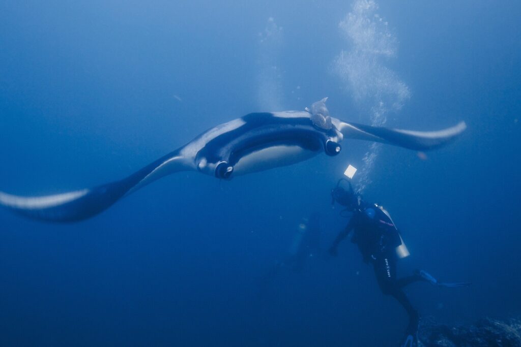 Una manta gigante vista de frente desde abajo, con el vientre blanco bordeado de negro y una rémora en el dorso, planea sobre un buceador en un agua azul llena de burbujas