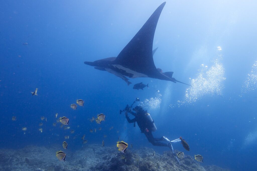 Una manta gigante negra vista desde abajo pasa sobre un fotógrafo submarino, rodeada de peces mariposa amarillos y negros sobre el arrecife