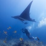 Una manta gigante negra vista desde abajo pasa sobre un fotógrafo submarino, rodeada de peces mariposa amarillos y negros sobre el arrecife
