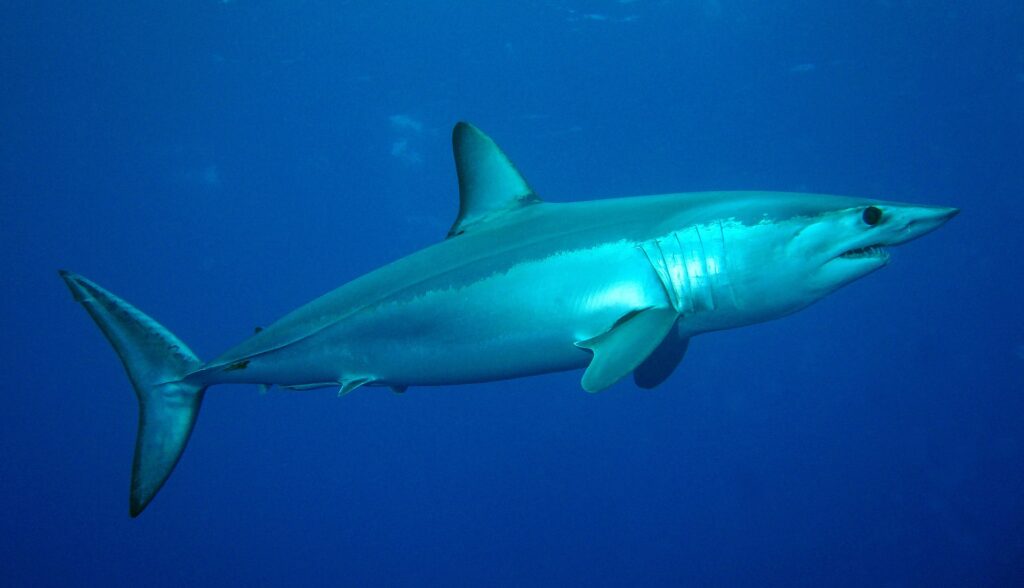 Un tiburón mako de perfil mirando a la derecha, con el dorso azul metálico y el costado plateado iluminado, el hocico puntiagudo, un gran ojo negro y los dientes visibles, en un azul profundo
