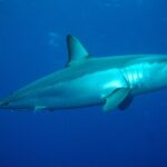 Un tiburón mako de perfil mirando a la derecha, con el dorso azul metálico y el costado plateado iluminado, el hocico puntiagudo, un gran ojo negro y los dientes visibles, en un azul profundo