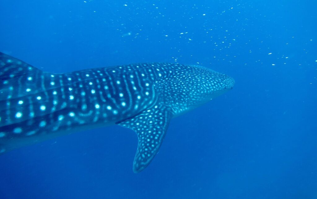 Un tiburón ballena visto de tres cuartos por detrás, con el lomo rayado y moteado de blanco, nadando en un azul profundo salpicado de plancton