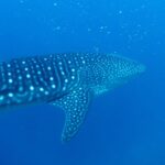 Un tiburón ballena visto de tres cuartos por detrás, con el lomo rayado y moteado de blanco, nadando en un azul profundo salpicado de plancton