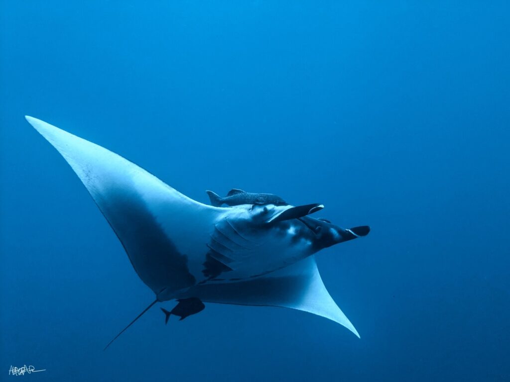 Una manta gigante vista desde abajo y de lado en el azul, con el vientre blanco, las aletas cefálicas desenrolladas, una rémora sobre la cabeza y un pequeño pez oscuro bajo la cola