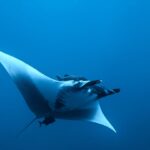Una manta gigante vista desde abajo y de lado en el azul, con el vientre blanco, las aletas cefálicas desenrolladas, una rémora sobre la cabeza y un pequeño pez oscuro bajo la cola