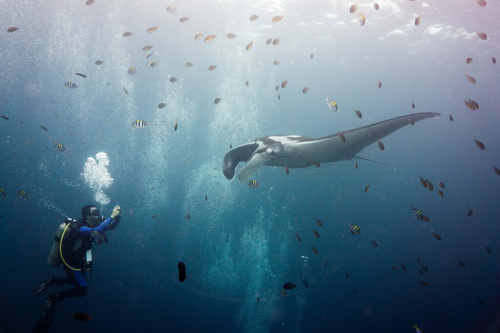 Una manta gigante gris de hombros blancos, con los lóbulos cefálicos desenrollados, avanza hacia un buceador que la fotografía a la izquierda, en medio de una nube de peces sargento rayados y pequeños peces pardos bajo una superficie luminosa.