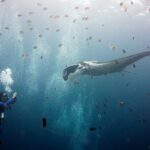 Una manta gigante gris de hombros blancos, con los lóbulos cefálicos desenrollados, avanza hacia un buceador que la fotografía a la izquierda, en medio de una nube de peces sargento rayados y pequeños peces pardos bajo una superficie luminosa.