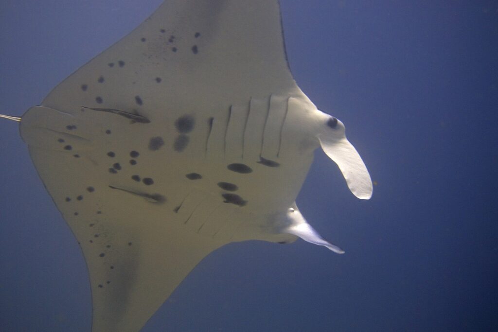 El vientre blanco moteado de negro de una manta de arrecife vista desde abajo, con dos rémoras pegadas y los lóbulos cefálicos desenrollados, sobre fondo azul noche