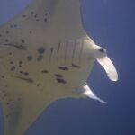 El vientre blanco moteado de negro de una manta de arrecife vista desde abajo, con dos rémoras pegadas y los lóbulos cefálicos desenrollados, sobre fondo azul noche