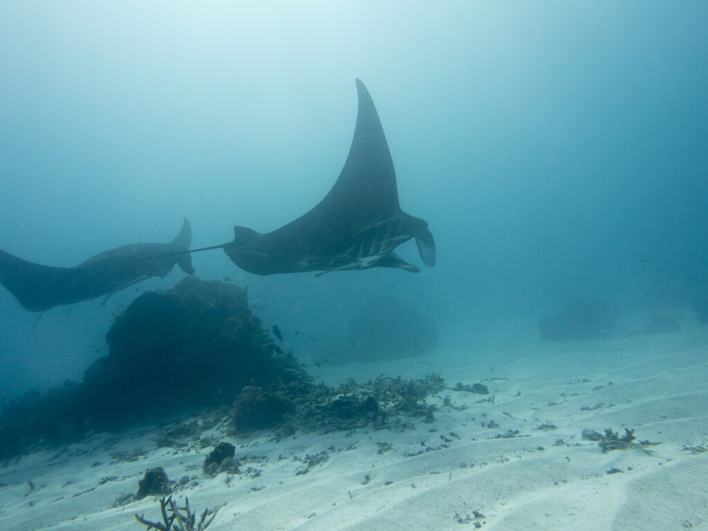 Dos mantas de arrecife pasan sobre un bloque de coral y un fondo de arena, con un ala levantada hacia la superficie, en un agua lechosa