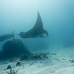 Dos mantas de arrecife pasan sobre un bloque de coral y un fondo de arena, con un ala levantada hacia la superficie, en un agua lechosa