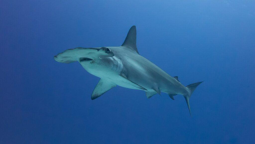 Un tiburón martillo común de tres cuartos en un agua azul profundo, sin fondo visible